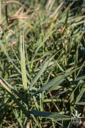 SILVERDALE CREEK WETLANDS- PSF--116