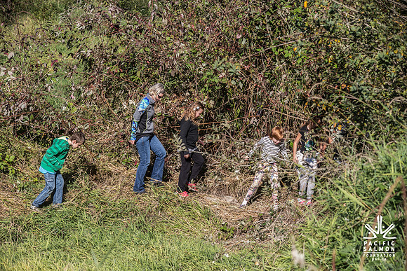 SILVERDALE CREEK WETLANDS- PSF--117