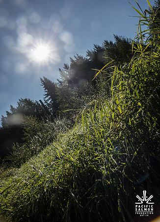 SILVERDALE CREEK WETLANDS- PSF--115