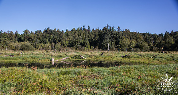 SILVERDALE CREEK WETLANDS- PSF--111