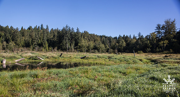 SILVERDALE CREEK WETLANDS- PSF--112