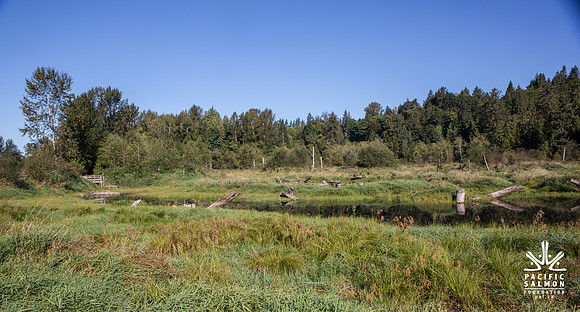 SILVERDALE CREEK WETLANDS- PSF--110