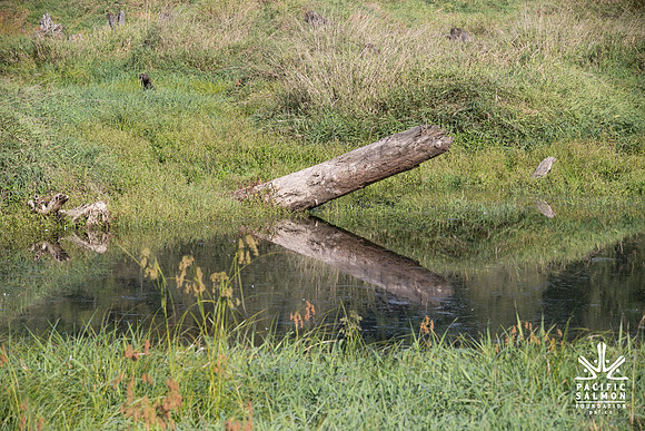 SILVERDALE CREEK WETLANDS- PSF--108