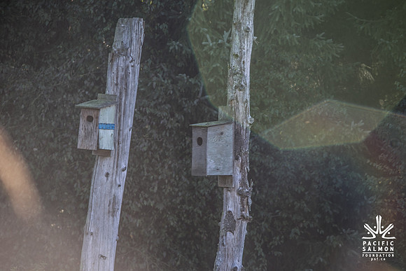 SILVERDALE CREEK WETLANDS- PSF--106