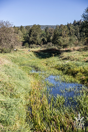 SILVERDALE CREEK WETLANDS- PSF--89