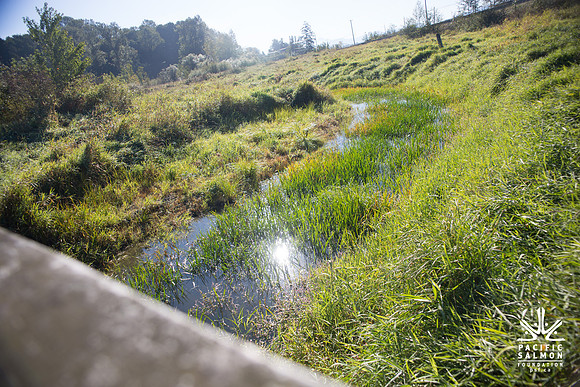 SILVERDALE CREEK WETLANDS- PSF--88