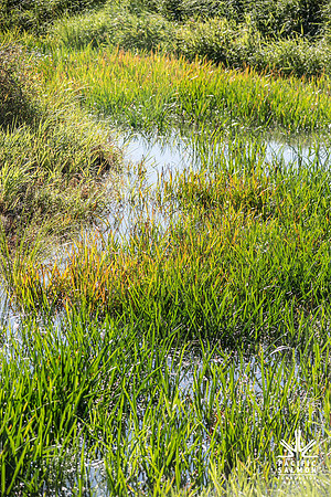 SILVERDALE CREEK WETLANDS- PSF--87