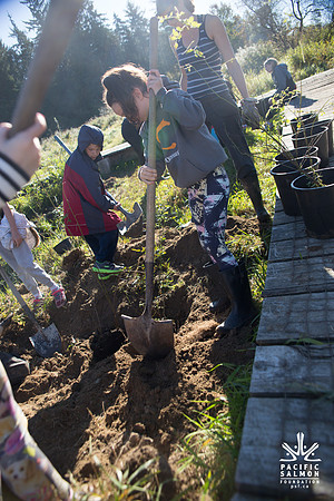 SILVERDALE CREEK WETLANDS- PSF--73