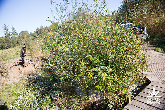 SILVERDALE CREEK WETLANDS- PSF--48