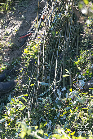 SILVERDALE CREEK WETLANDS- PSF--42