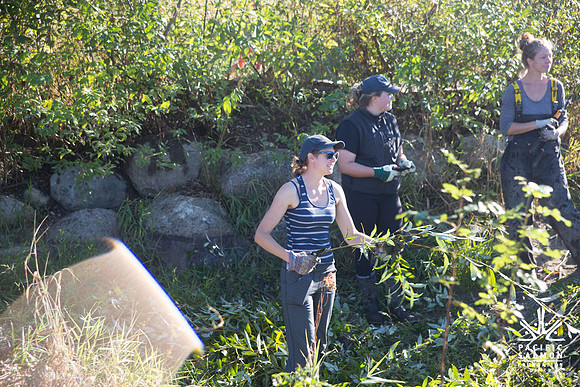 SILVERDALE CREEK WETLANDS- PSF--29