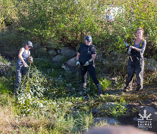SILVERDALE CREEK WETLANDS- PSF--22