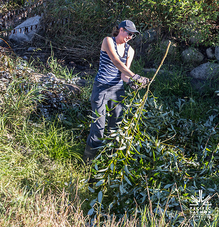 SILVERDALE CREEK WETLANDS- PSF--23