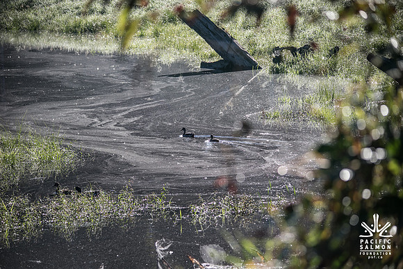 SILVERDALE CREEK WETLANDS- PSF--9