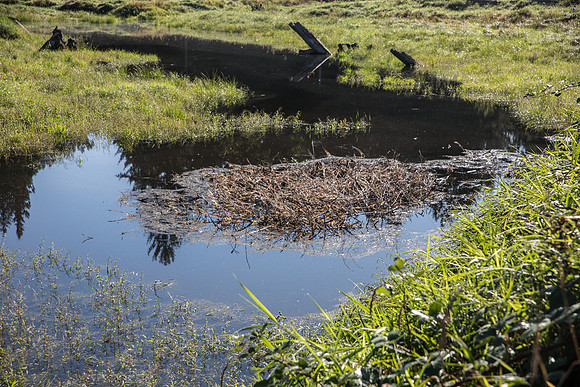 SILVERDALE CREEK WETLANDS- PSF-122