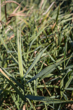 SILVERDALE CREEK WETLANDS- PSF-116