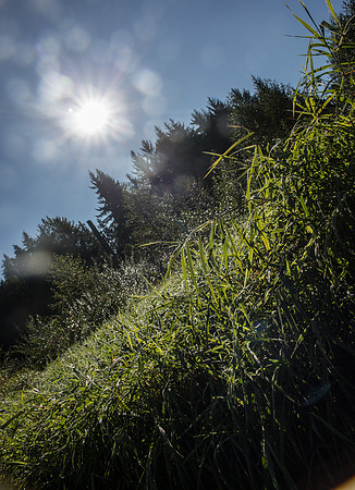 SILVERDALE CREEK WETLANDS- PSF-115