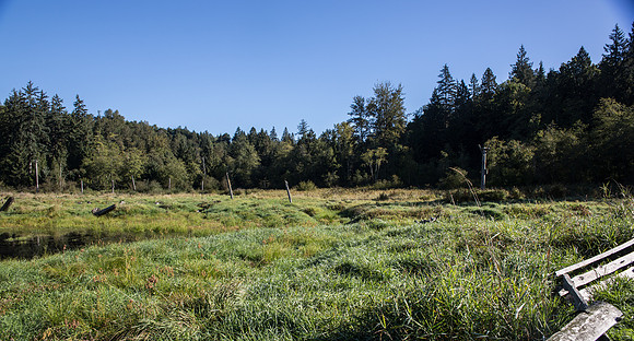 SILVERDALE CREEK WETLANDS- PSF-113