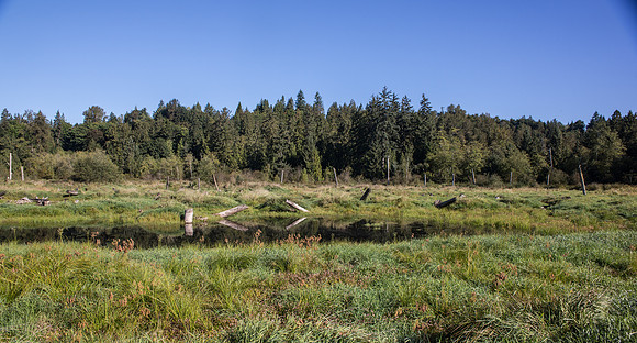 SILVERDALE CREEK WETLANDS- PSF-111