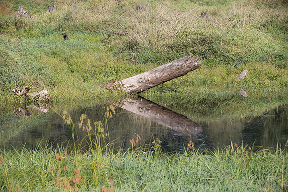 SILVERDALE CREEK WETLANDS- PSF-108