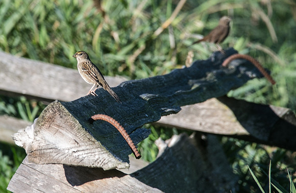 SILVERDALE CREEK WETLANDS- PSF-109