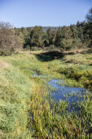 SILVERDALE CREEK WETLANDS- PSF-89