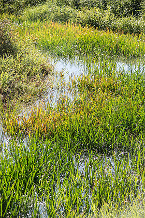 SILVERDALE CREEK WETLANDS- PSF-87