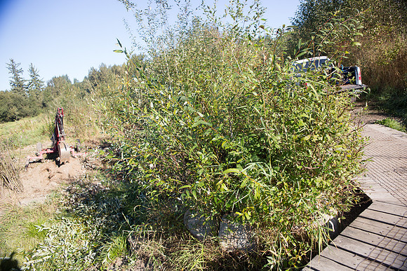 SILVERDALE CREEK WETLANDS- PSF-48