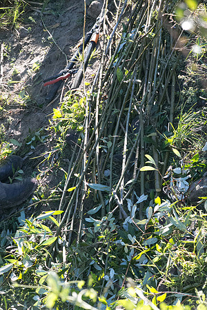 SILVERDALE CREEK WETLANDS- PSF-42