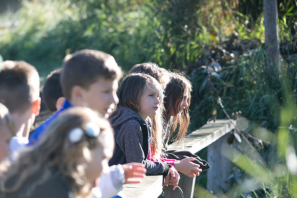 SILVERDALE CREEK WETLANDS- PSF-15