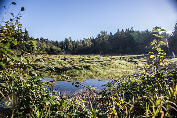 SILVERDALE CREEK WETLANDS- PSF-12