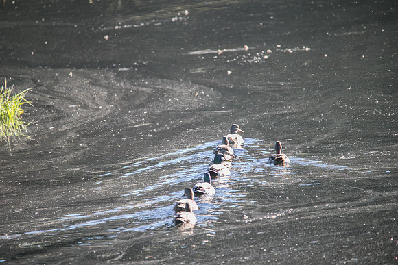 SILVERDALE CREEK WETLANDS- PSF-10