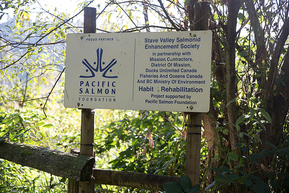 SILVERDALE CREEK WETLANDS- PSF-6