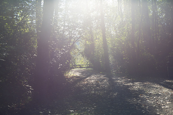 SILVERDALE CREEK WETLANDS- PSF-5