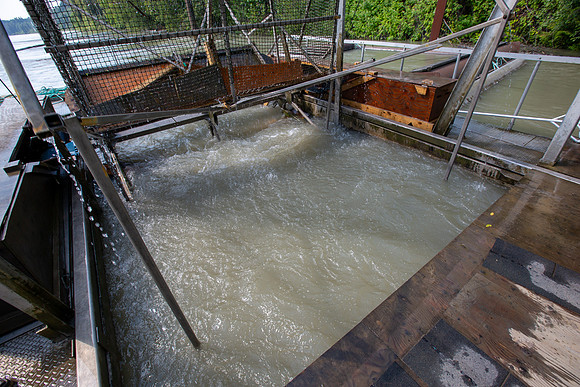 PSF VISIT MATSQUI FISH WHEEL-78