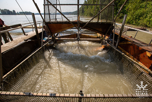 PSF VISIT MATSQUI FISH WHEEL-92