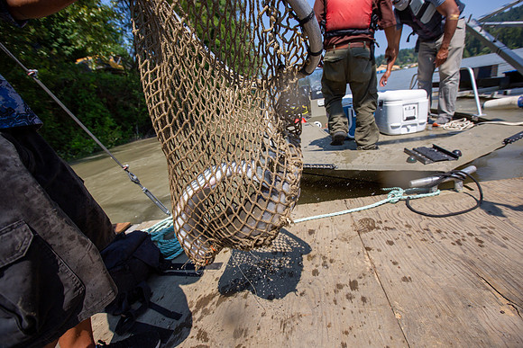 PSF VISIT MATSQUI FISH WHEEL-120