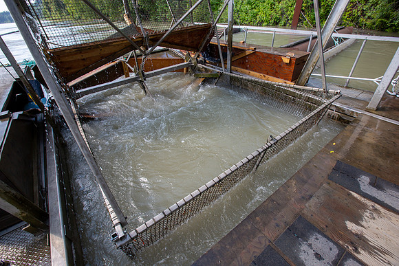 PSF VISIT MATSQUI FISH WHEEL-79