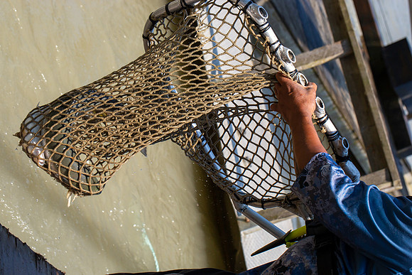 PSF VISIT MATSQUI FISH WHEEL-290