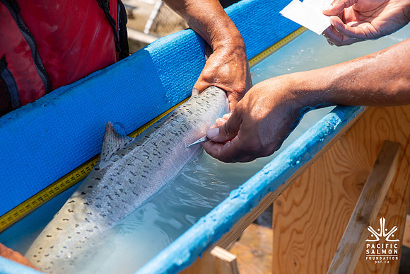PSF VISIT MATSQUI FISH WHEEL-181