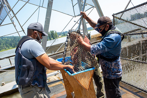 PSF VISIT MATSQUI FISH WHEEL-237