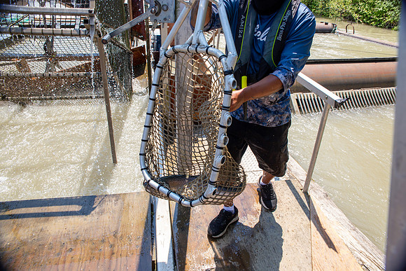 PSF VISIT MATSQUI FISH WHEEL-236