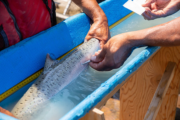 PSF VISIT MATSQUI FISH WHEEL-181