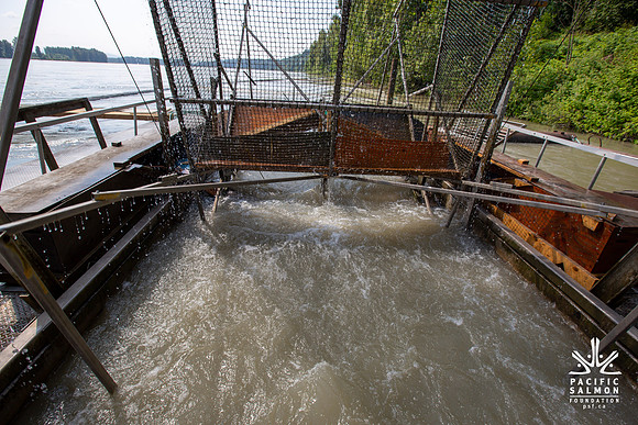 PSF VISIT MATSQUI FISH WHEEL-73