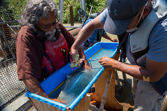 PSF VISIT MATSQUI FISH WHEEL-192