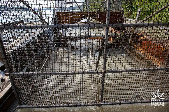 PSF VISIT MATSQUI FISH WHEEL-74
