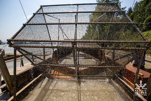 PSF VISIT MATSQUI FISH WHEEL-111