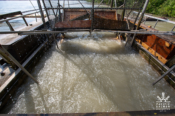 PSF VISIT MATSQUI FISH WHEEL-75
