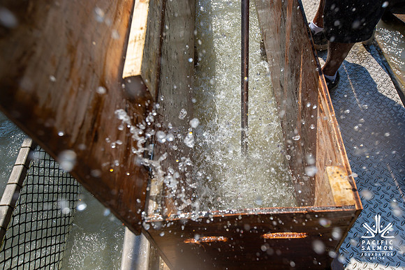 PSF VISIT MATSQUI FISH WHEEL-112