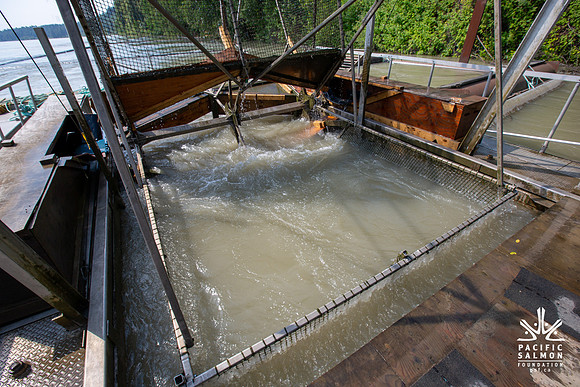 PSF VISIT MATSQUI FISH WHEEL-77